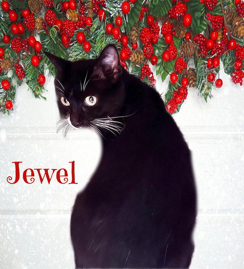 Jewel, an adoptable Domestic Short Hair in Culpeper, VA