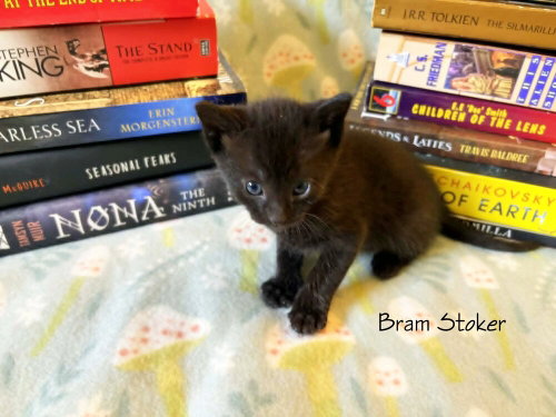 Bram Stoker  *kitten*, Baby Domestic Short Hair / Domestic Short Hair (short coat), cat for adoption in Culpeper, Virginia