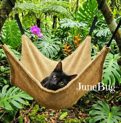 JuneBug *kitten*