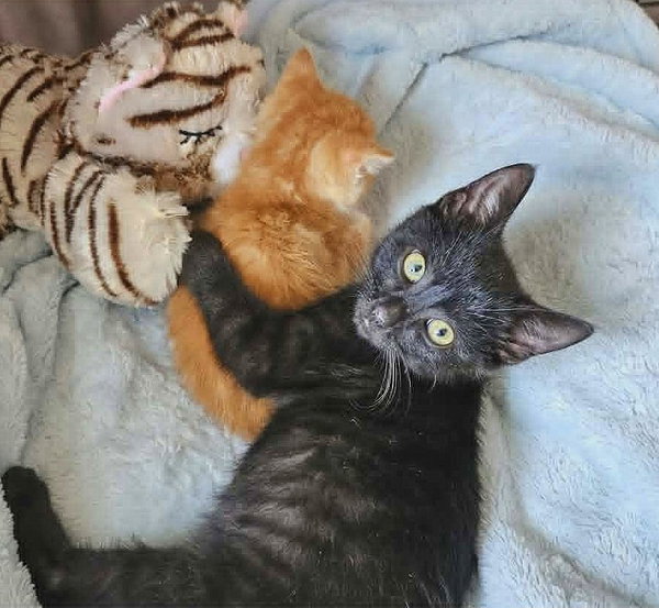 JuneBug *kitten*