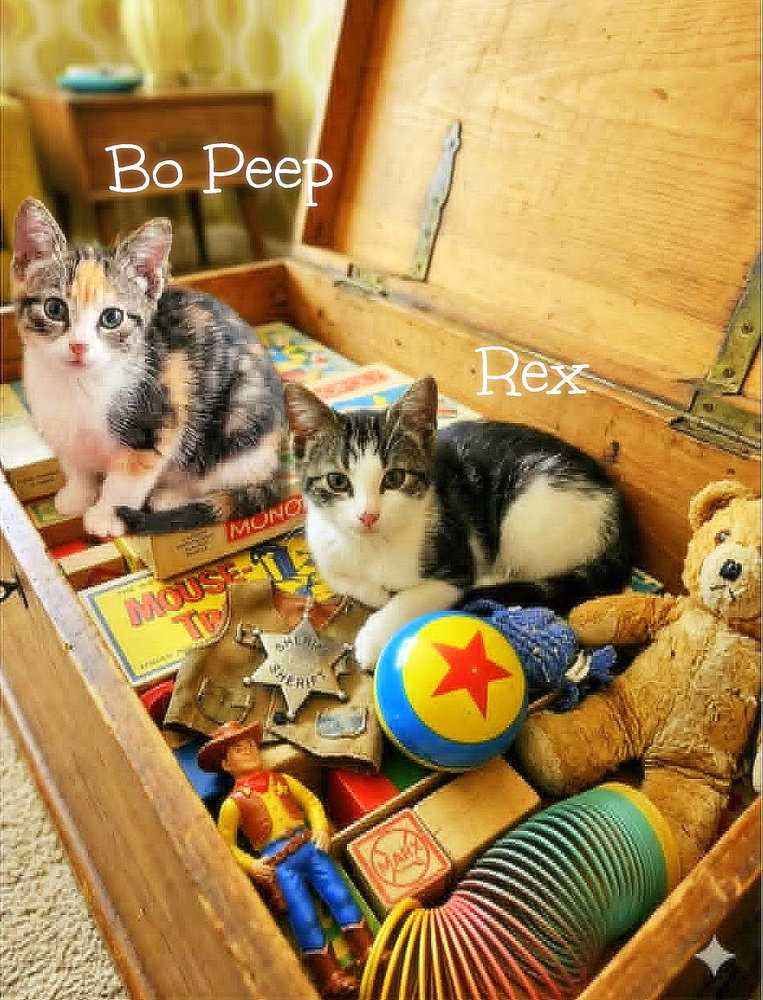 Bo Peep *kitten*