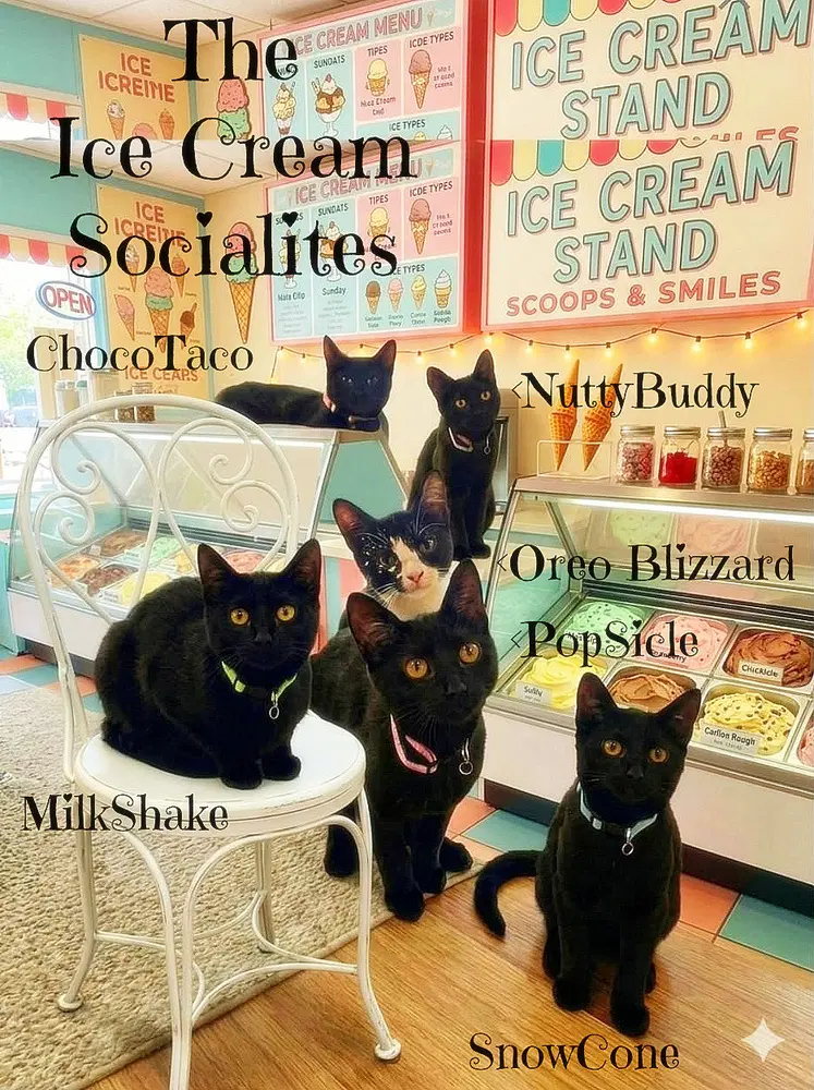 Popsicle Kitten - Domestic Short Hair