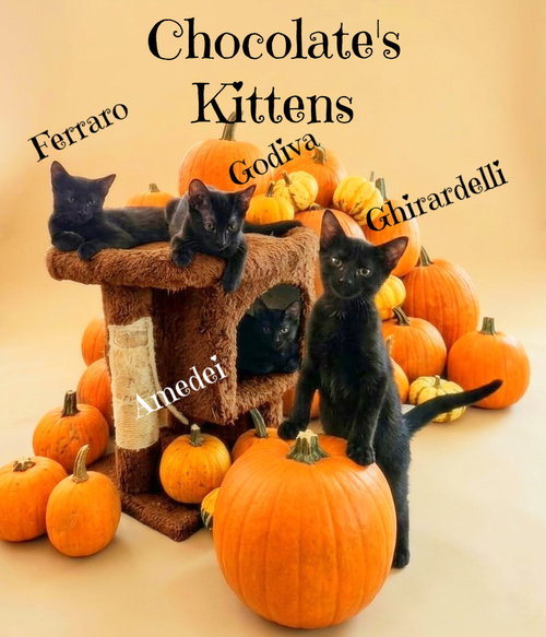 Ferraro *kitten*, a cat for adoption from Forgotten Felines of Culpeper