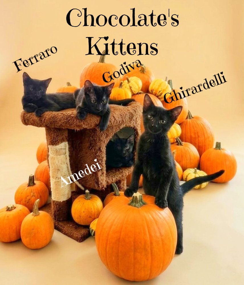Godiva *kitten*