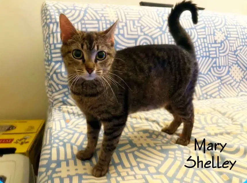 Mary Shelley - Domestic Short Hair