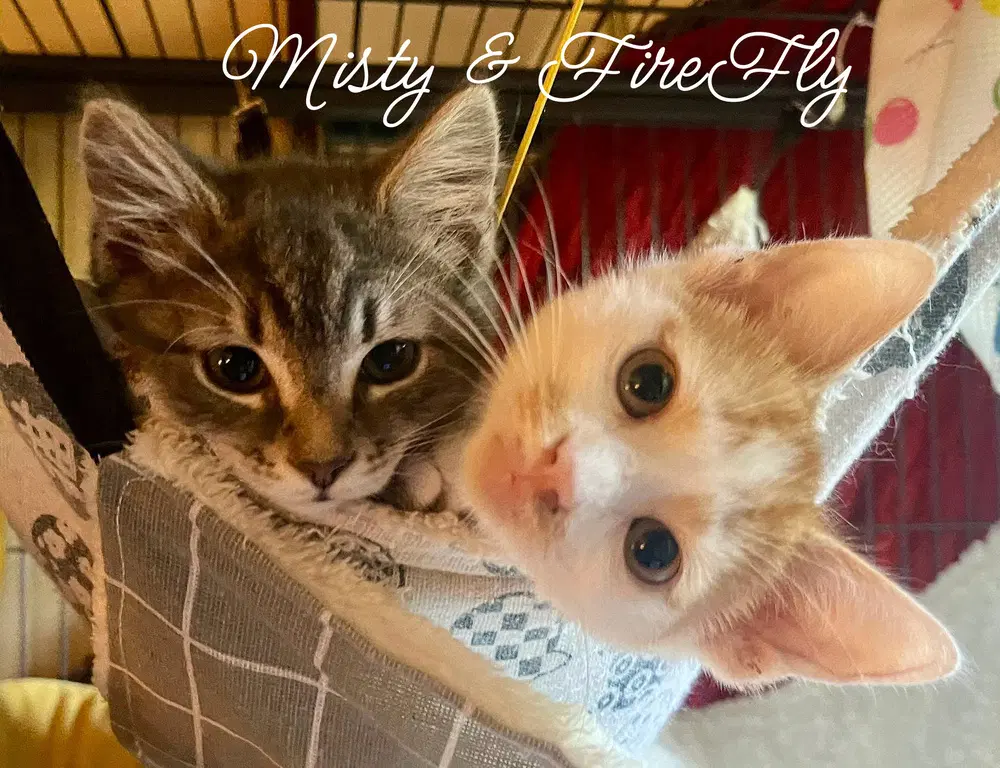 Firefly Kitten - Domestic Short Hair