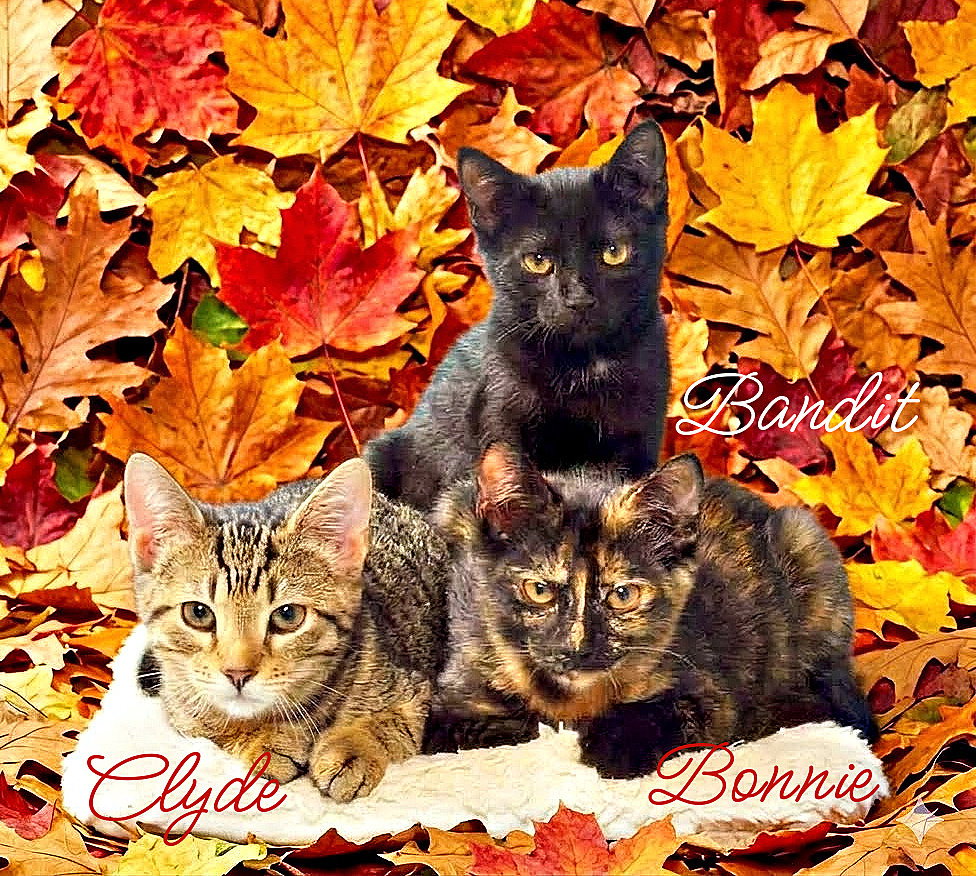 Bonnie *kitten*, cat — photo 1 of 1