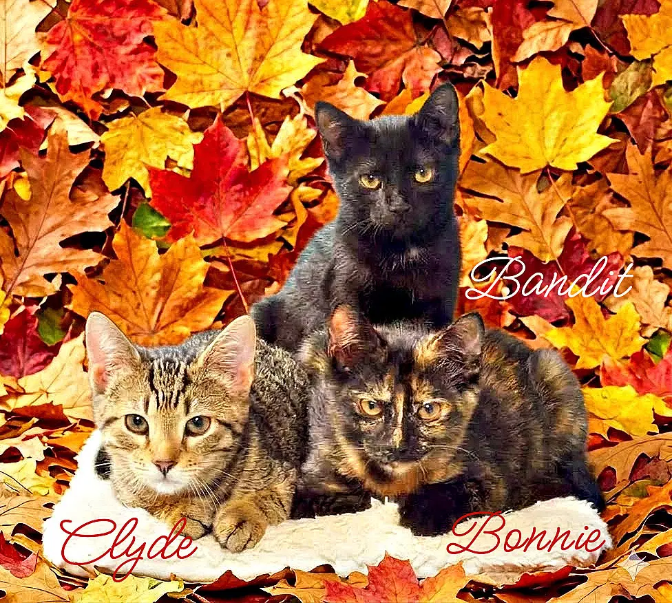 Bonnie Kitten - Domestic Short Hair