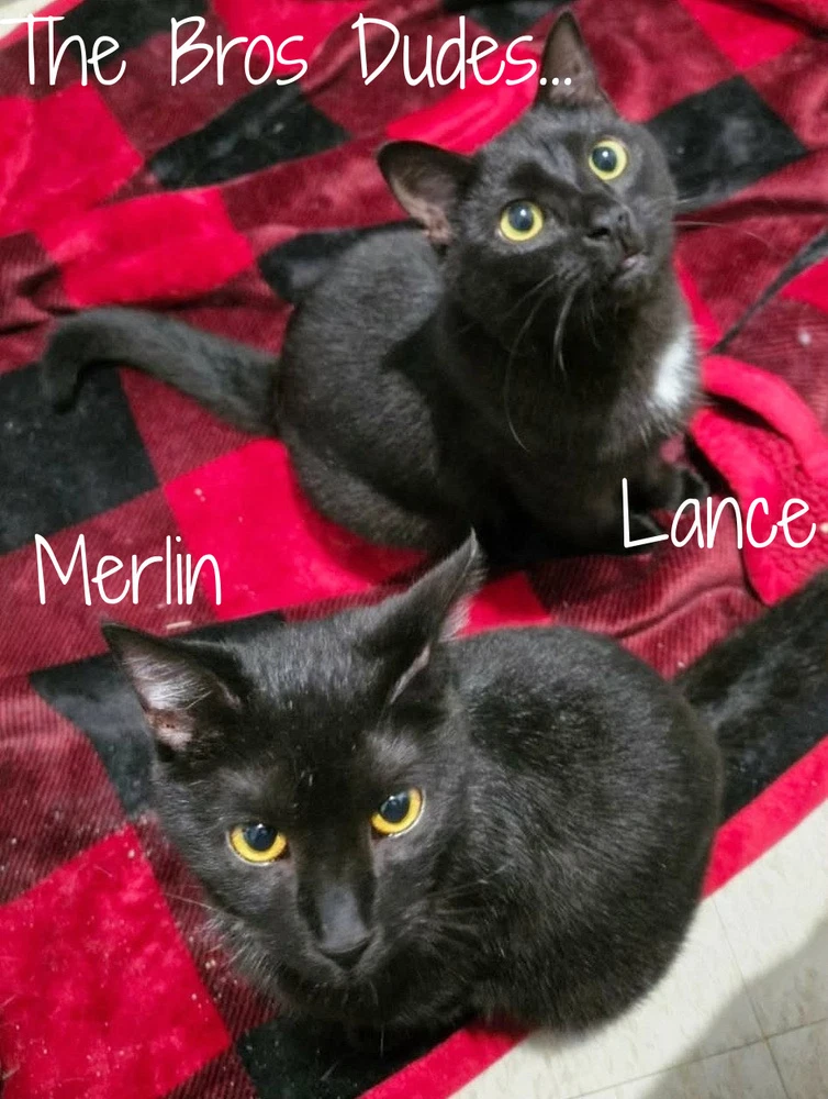 Merlin Older Kitten