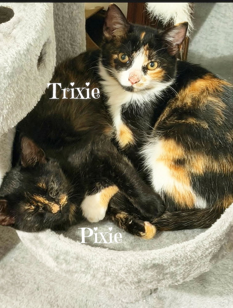 Pixie *kitten*, cat — photo 1 of 2