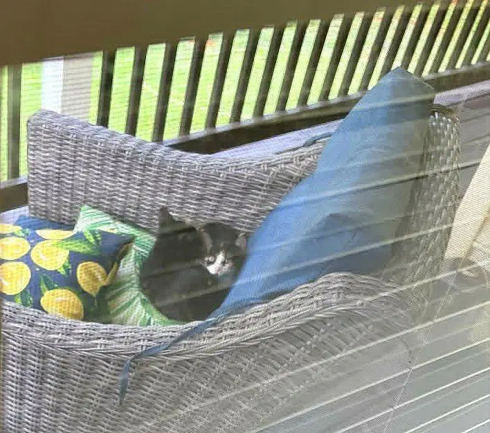 Trixie Kitten image 2