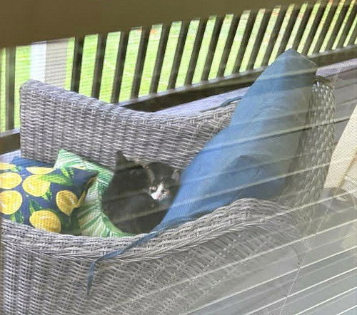 Photo 2 of Trixie *kitten*
