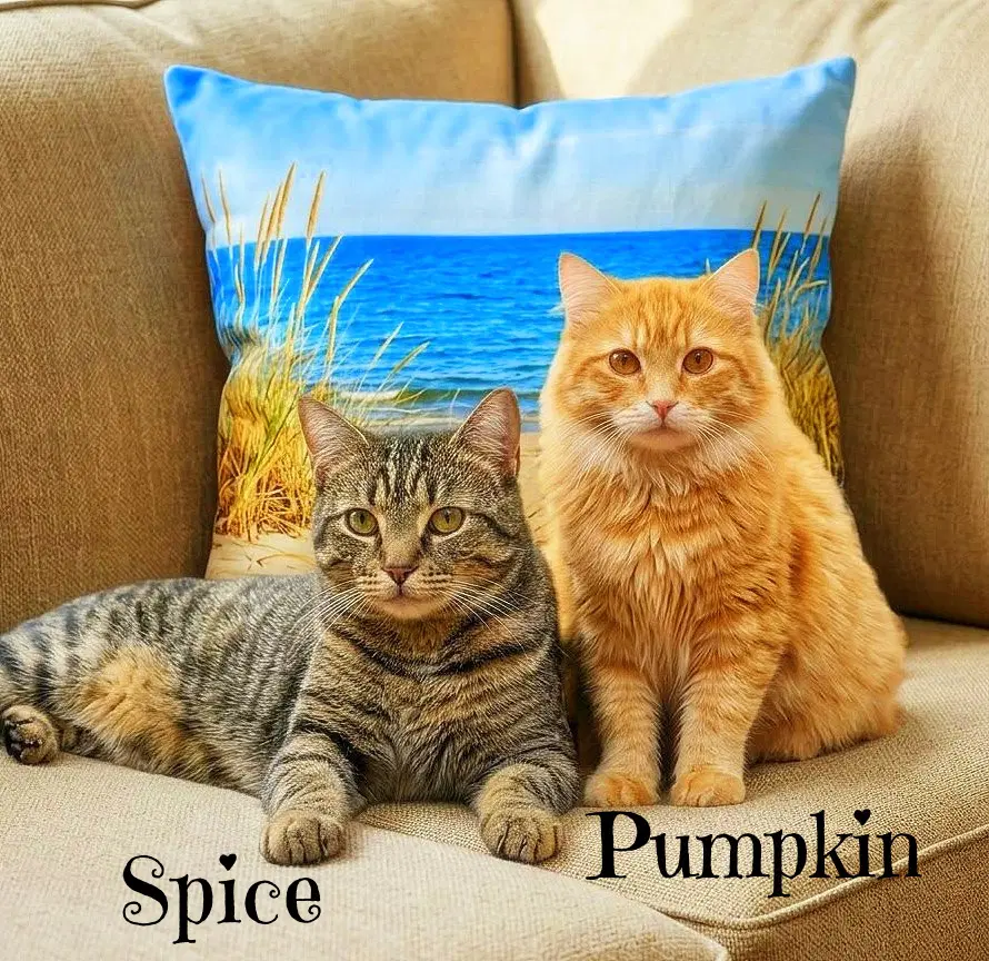 Spice Kitten - Domestic Short Hair
