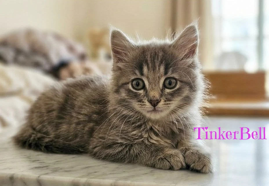 Tinkerbell Kitten