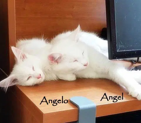 Angel image 2