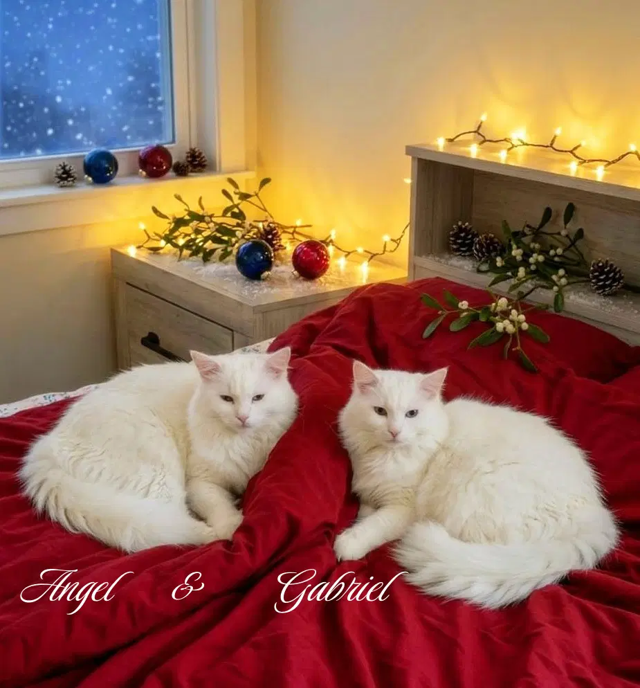 Angel - Domestic Long Hair
