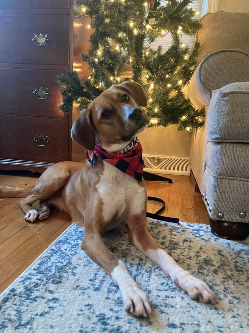 Rosy fka Evie, an adoptable Hound in LEBANON, CT