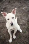 adoptable Dog in  named Griffin fka ETHAN