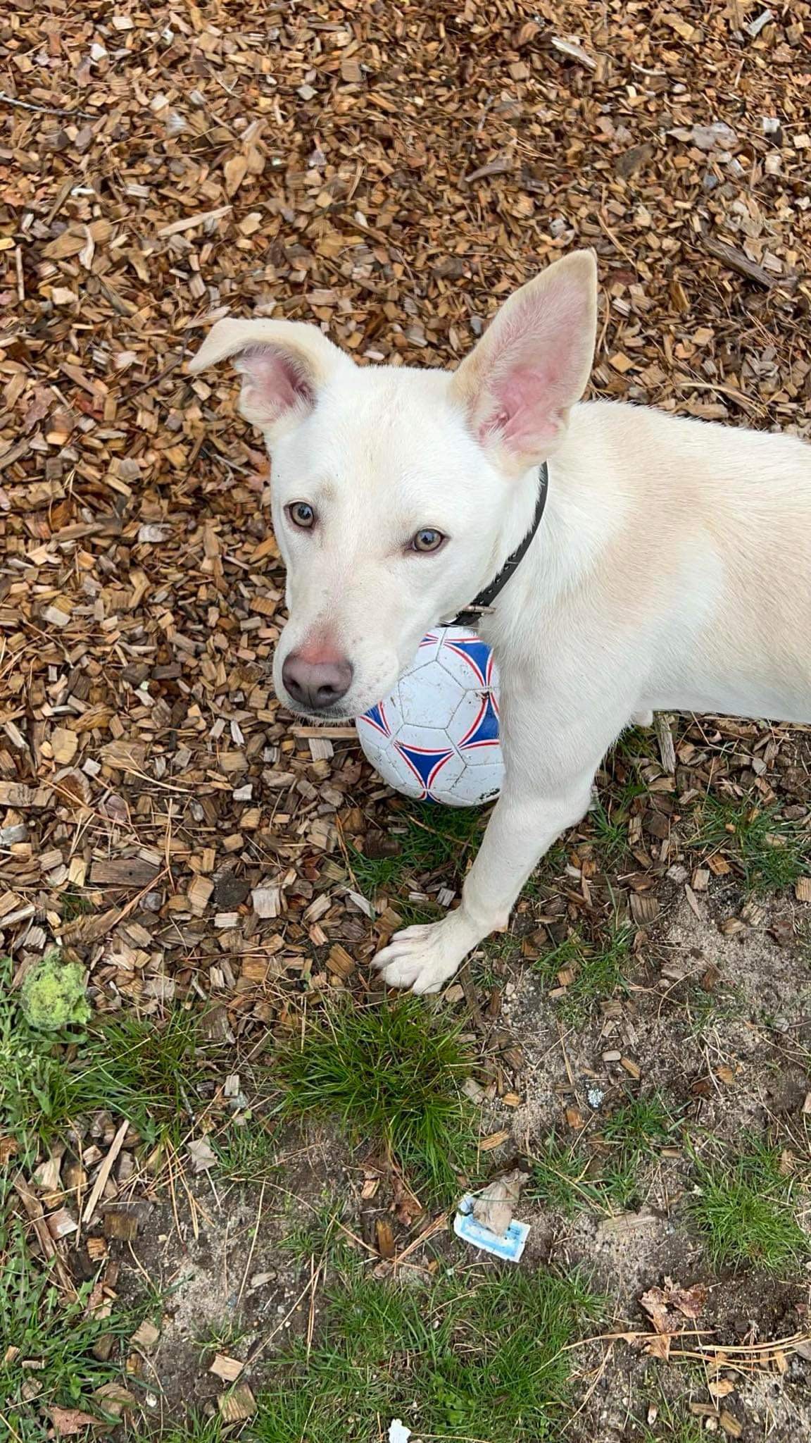 adoptable Dog in Lebanon, CT named Griffin fka ETHAN