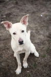 adoptable Dog in , CT named Griffin fka ETHAN