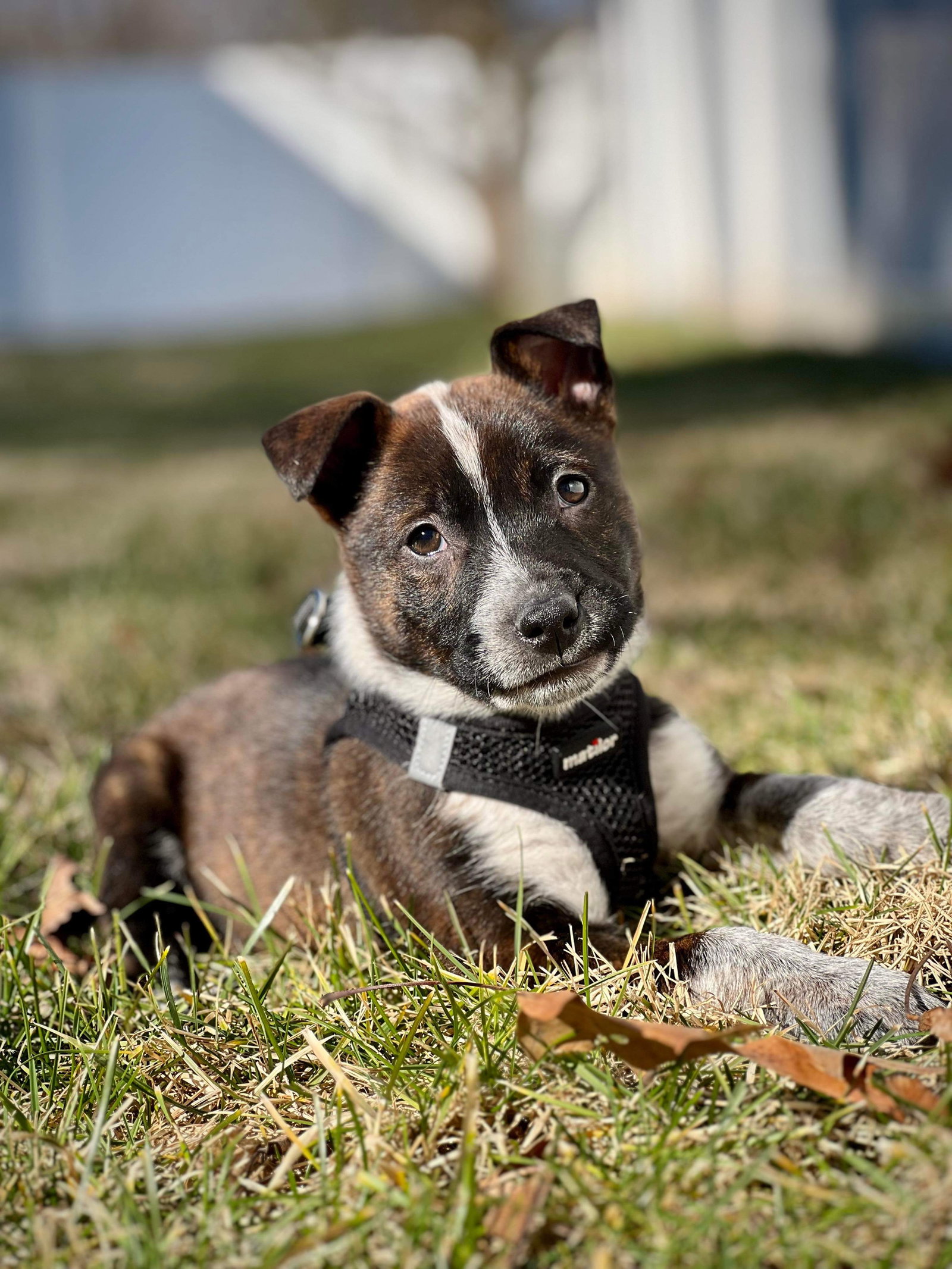 Dog for Adoption Tito’s MARTINI, a Australian Cattle Dog/Blue Heeler