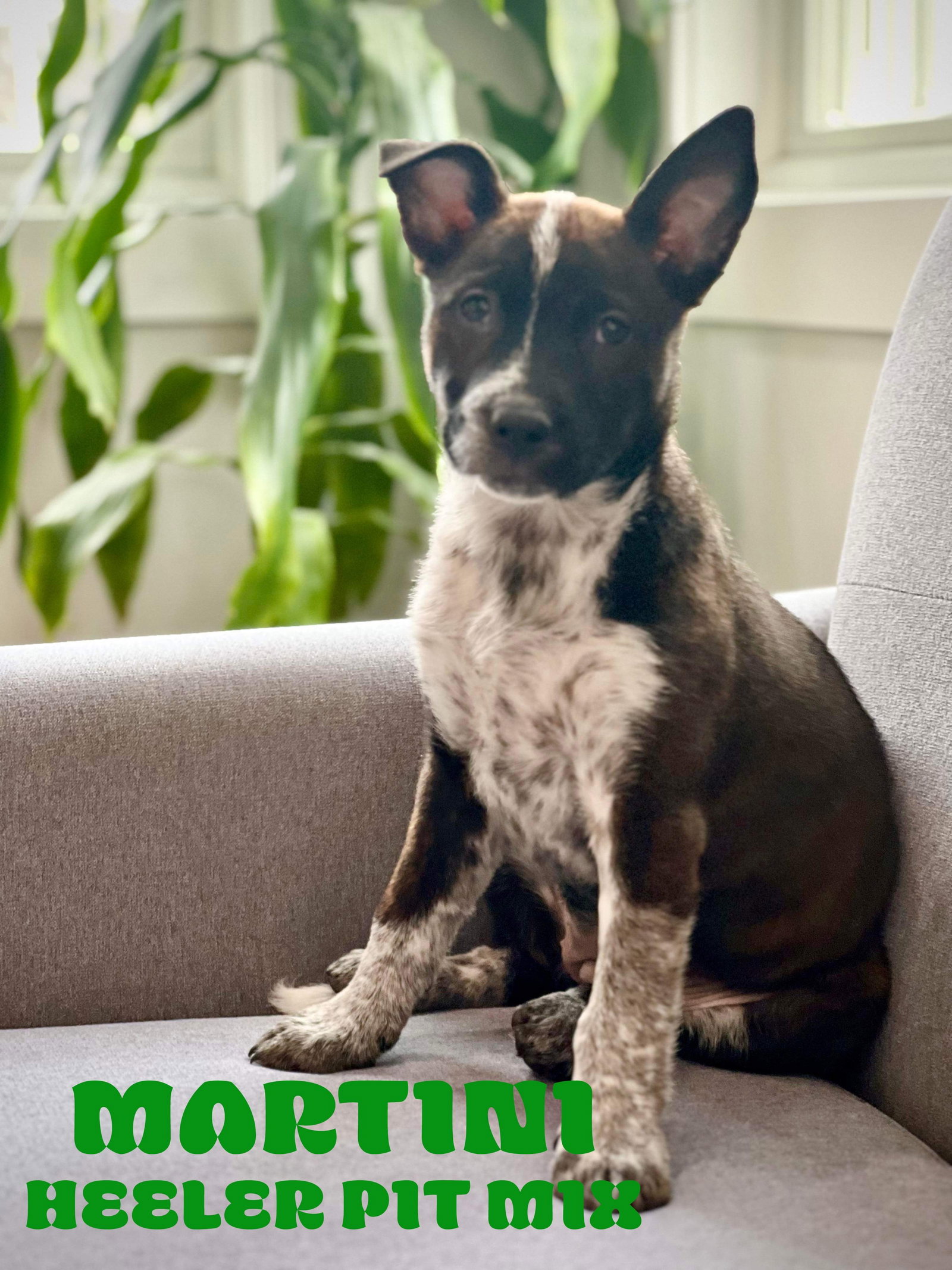 Dog for Adoption Tito’s MARTINI, a Australian Cattle Dog/Blue Heeler