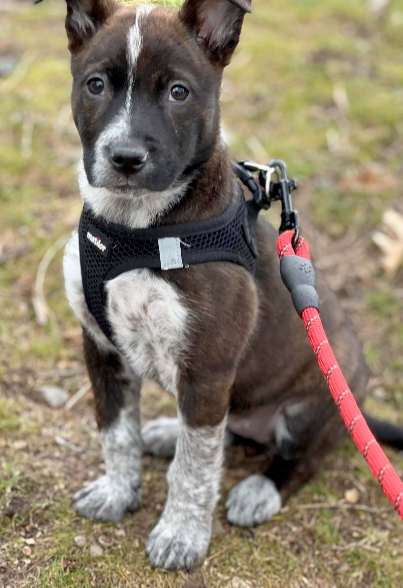 Dog for Adoption Tito’s MARTINI, a Australian Cattle Dog/Blue Heeler