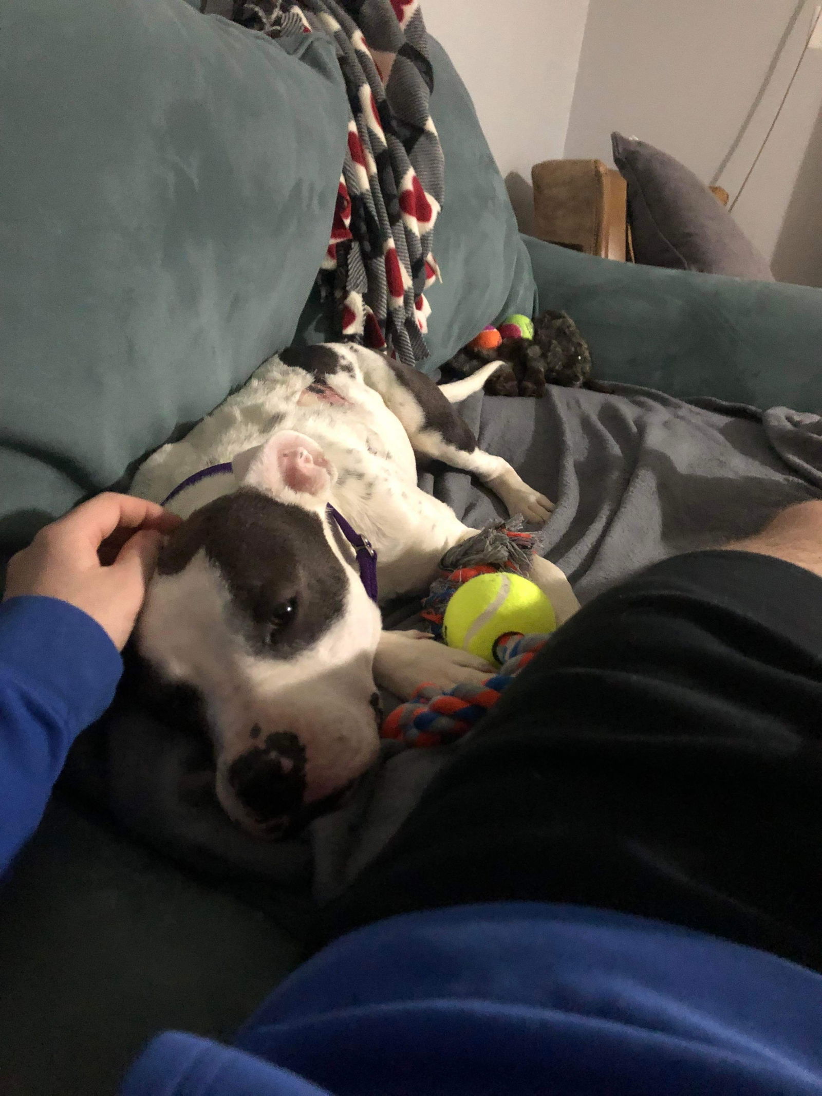 Dog For Adoption - Bromley, A Pit Bull Terrier In North Sea, Ny 