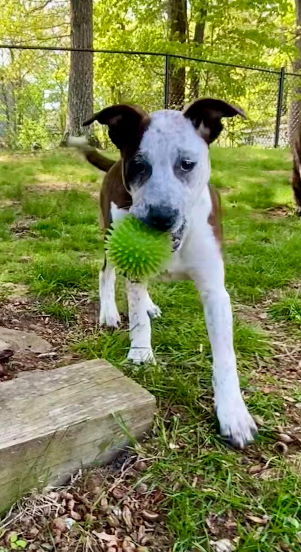 Dog for Adoption DAFFODIL, a Pit Bull Terrier in Leicester, MA