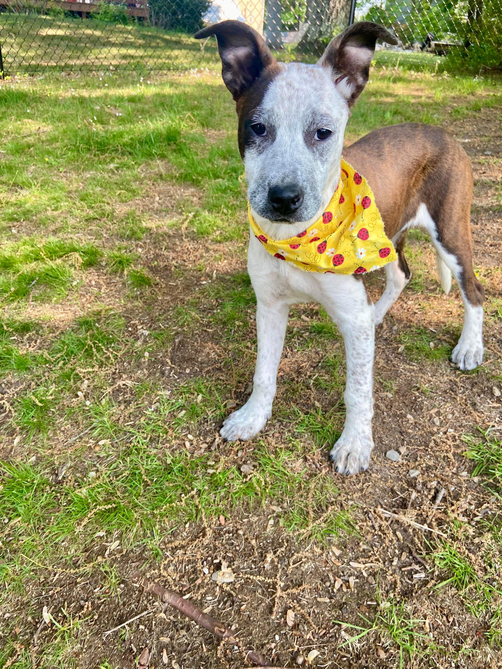 Dog for Adoption DAFFODIL, a Pit Bull Terrier in Glastonbury, CT
