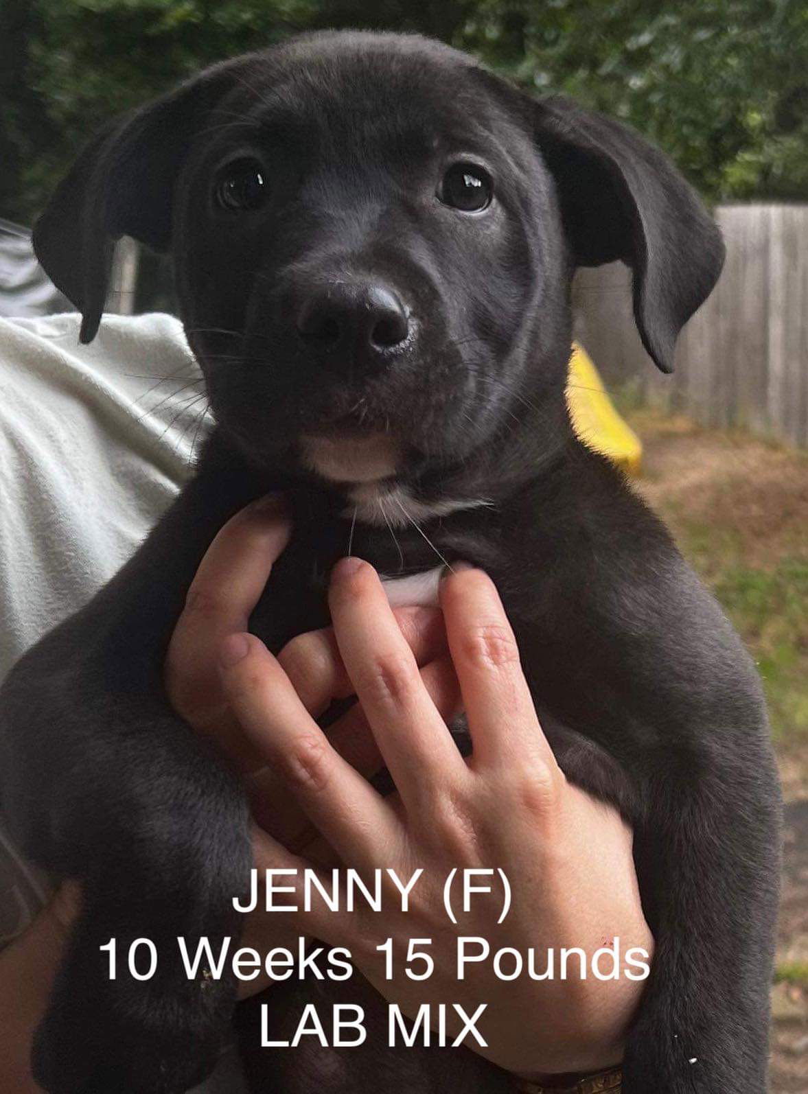 Dog for Adoption - JENNY, a Labrador Retriever in Middlesex County, CT ...