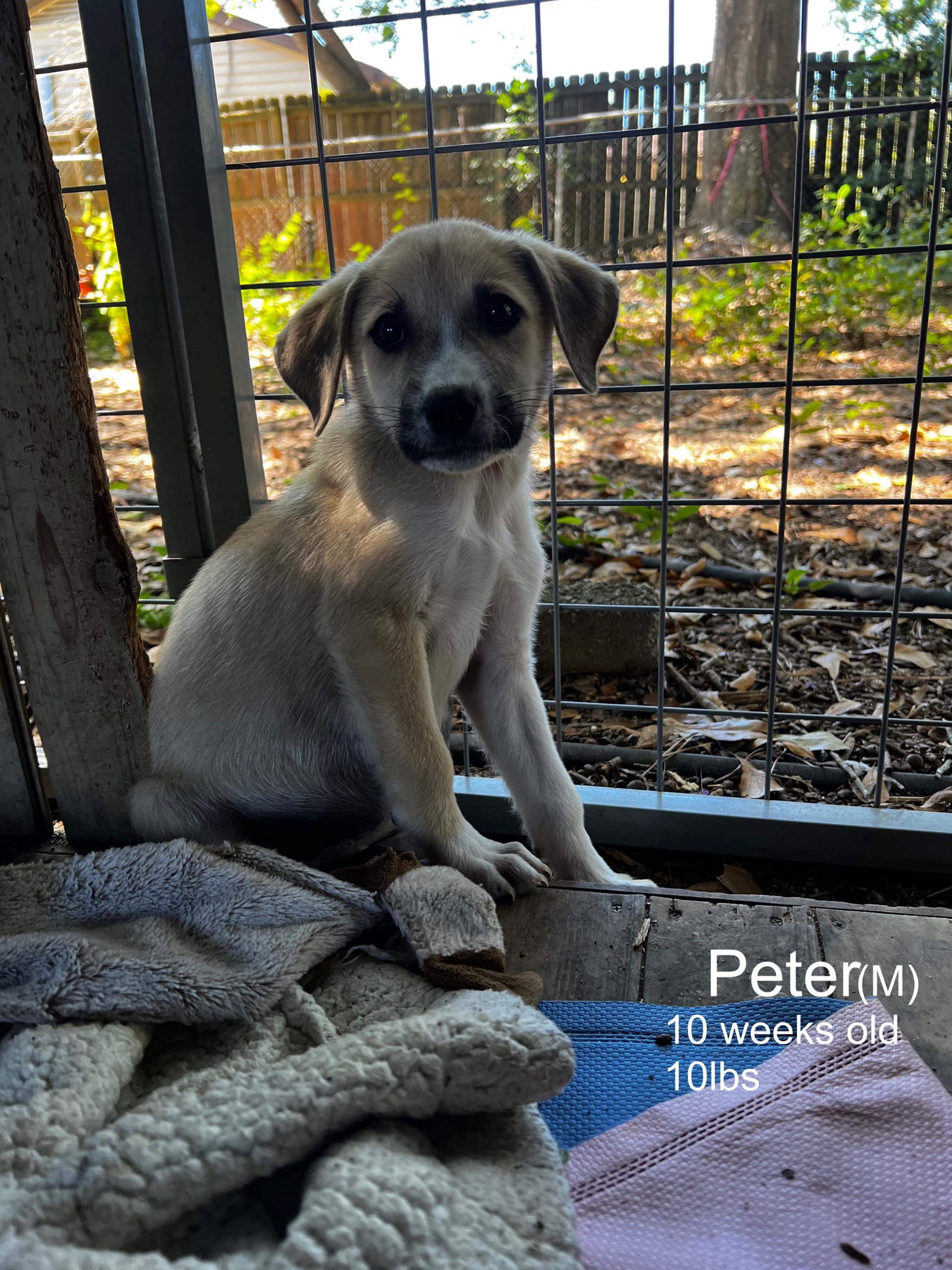 Dog for Adoption - PETER, a Border Collie in Southwood Acres, CT ...