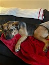 adoptable Dog in lebanon, CT named Mila