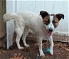 adoptable Dog in ct, CT named ZANNA