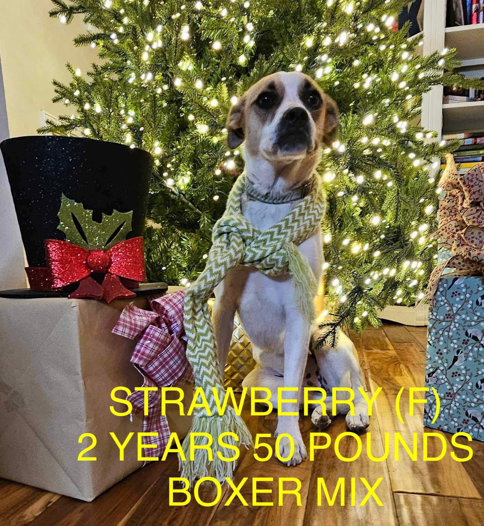 Dog for Adoption Strawberry, a Boxer in Hartford County, CT Alpha Paw