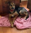 adoptable Dog in ct, CT named Attie