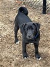 adoptable Dog in , CT named TUCK