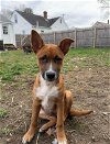 adoptable Dog in , CT named RUBBEL