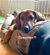 adoptable Dog in  named CLEMENTINE