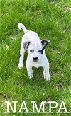 adoptable Dog in lebanon, CT named NAMPA