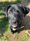 adoptable Dog in , CT named KETCHUM