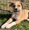 adoptable Dog in lebanon, CT named KEWANEE