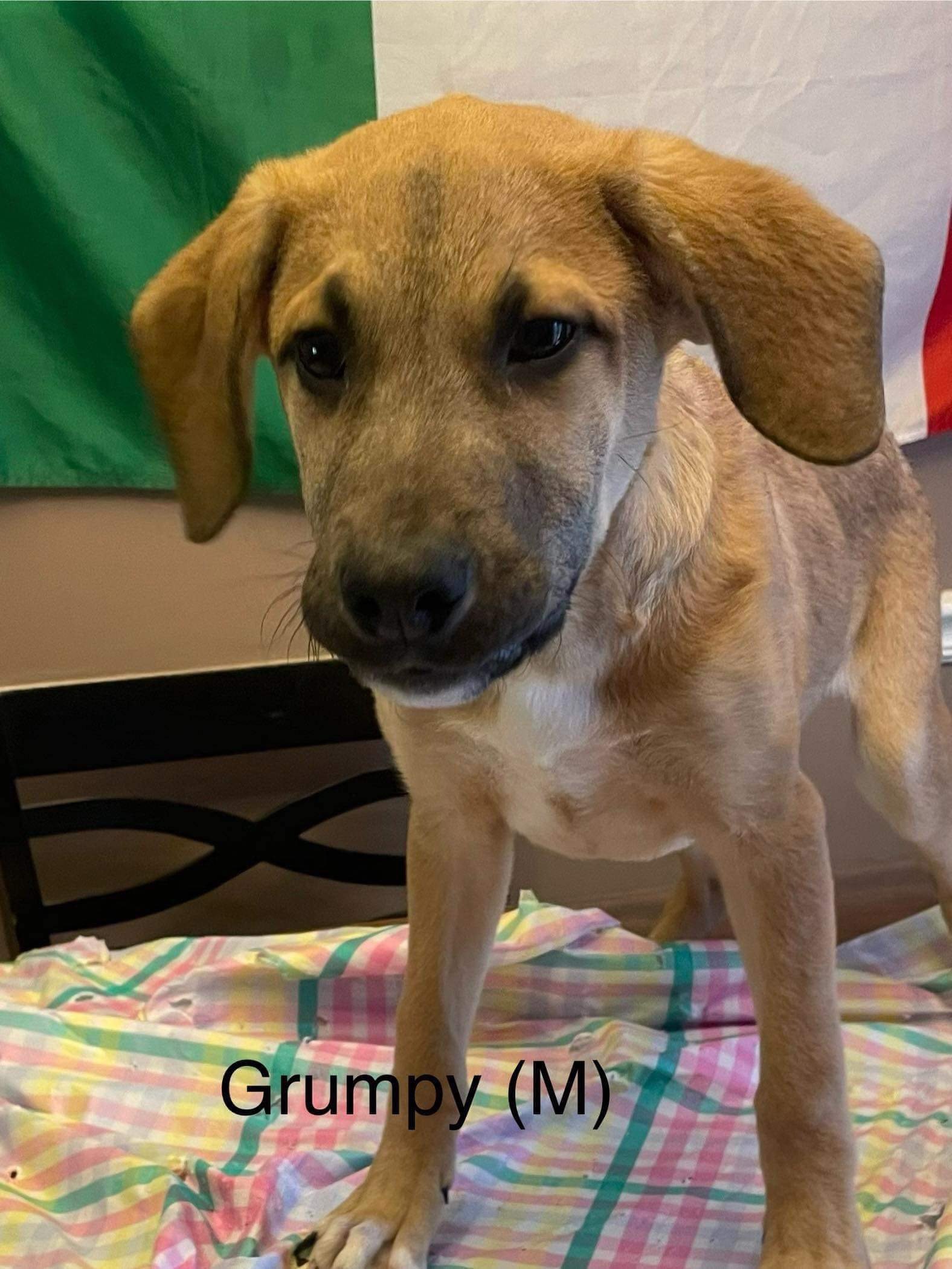 adoptable Dog in Lebanon, CT named GRUMPY