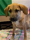 adoptable Dog in  named GRUMPY