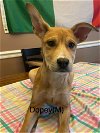 adoptable Dog in , CT named DOPEY