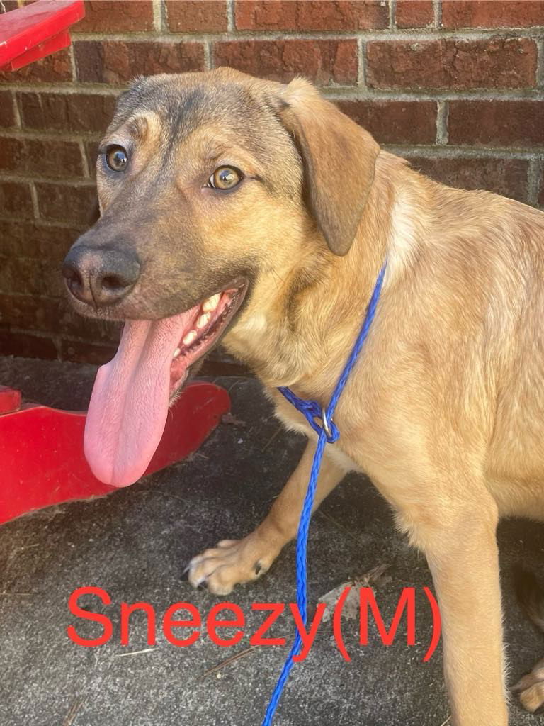 adoptable Dog in Lebanon, CT named SNEEZY