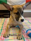 adoptable Dog in ct, CT named BASHFUL