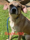 adoptable Dog in , CT named BASHFUL