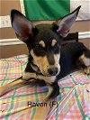 adoptable Dog in , CT named RAVEN