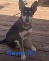 adoptable Dog in , CT named RAVEN